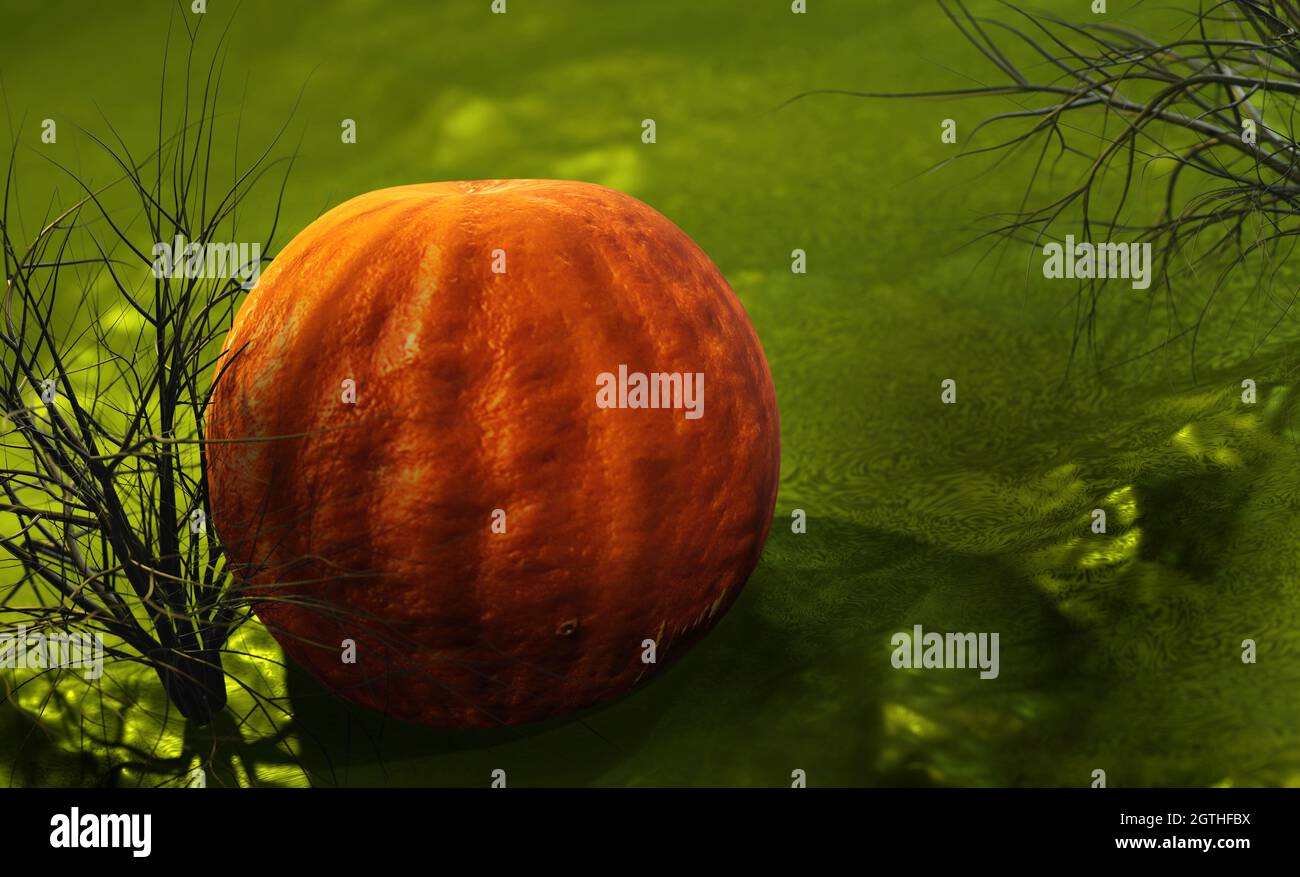 Pumpkin in the garden Stock Photo - Alamy