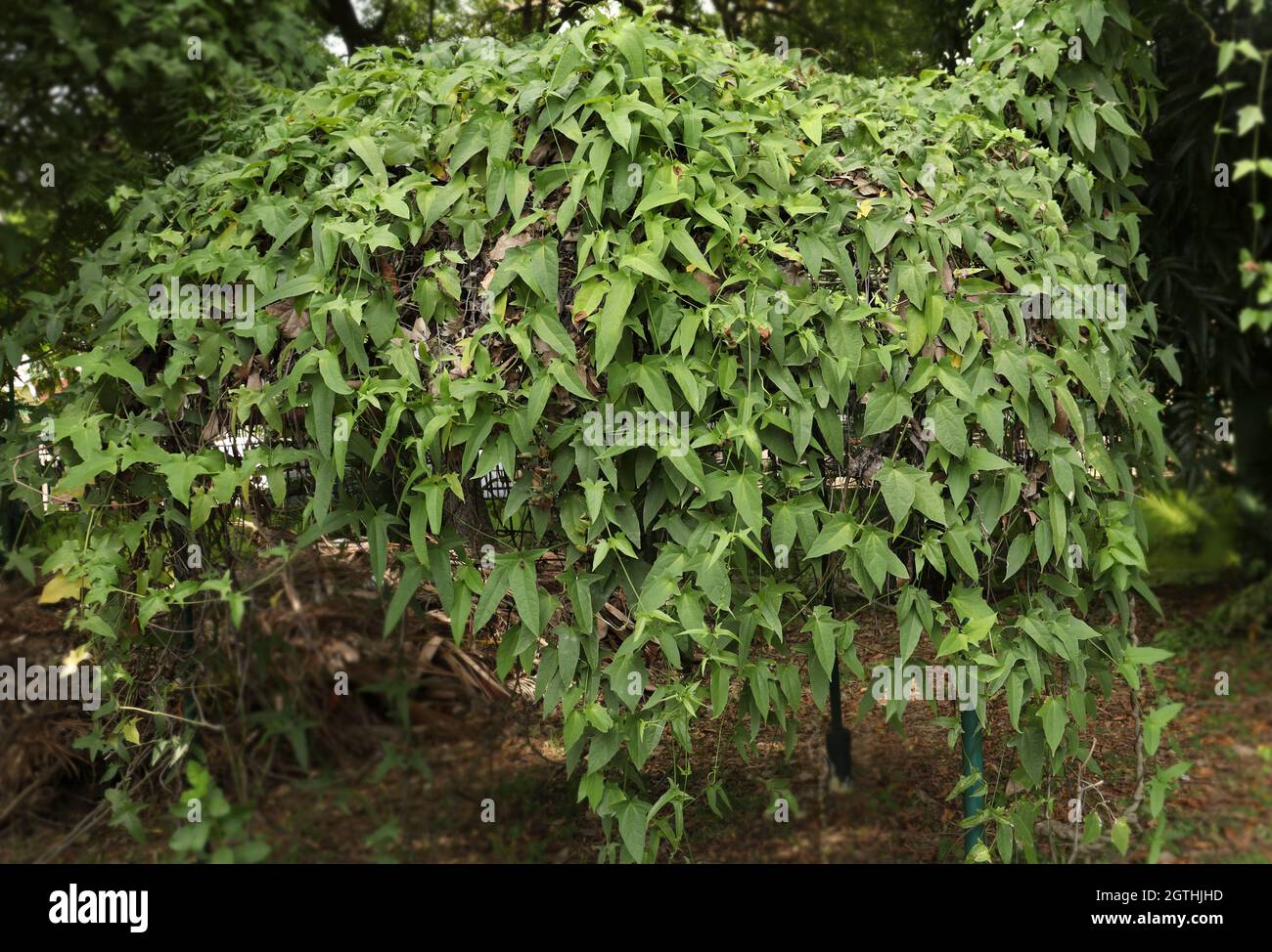 Beautiful long Plant vines it is very beautiful natural environment Stock Photo