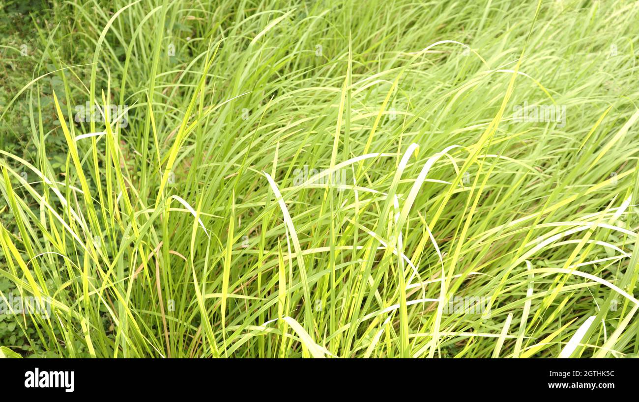 The beautiful elongated reed grasses are called green mosaic Stock ...