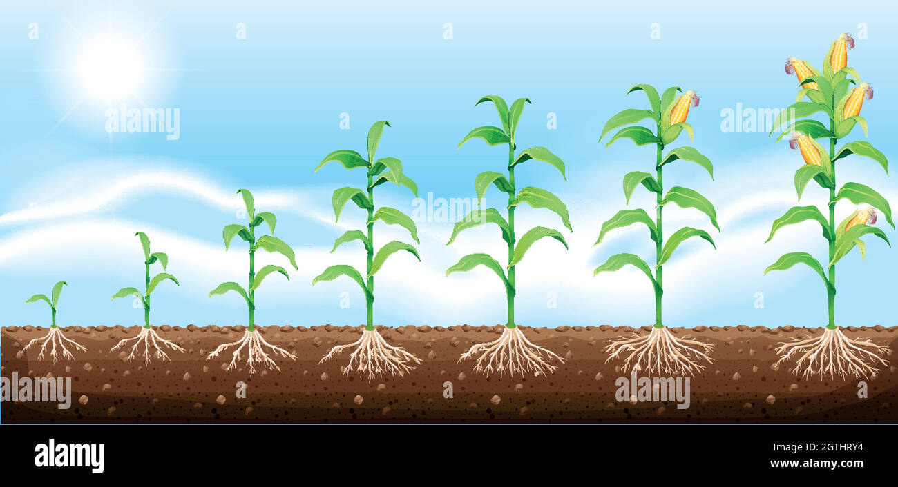 Corn growing from underground Stock Vector Image & Art Alamy
