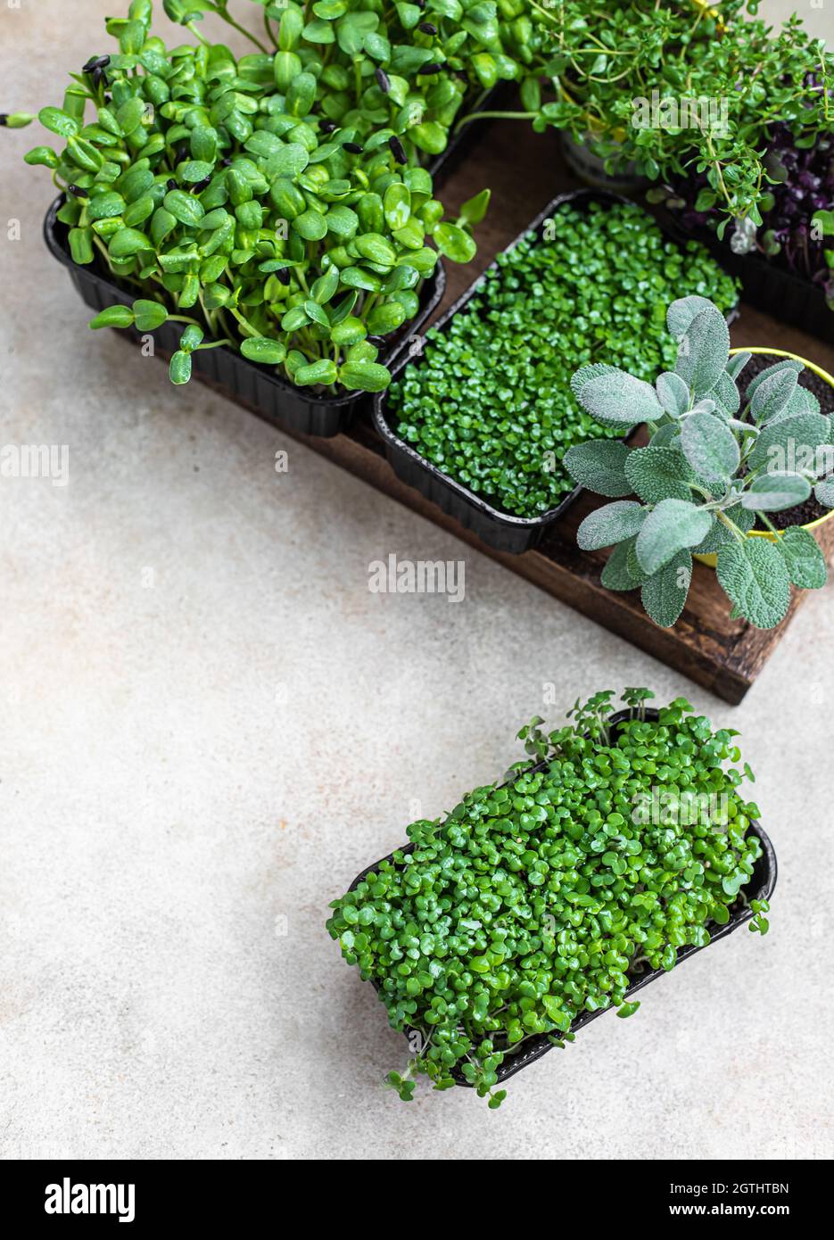Different Types Of Micro Greens In Containers. Vegan And Healthy Eating Concept. Stock Photo