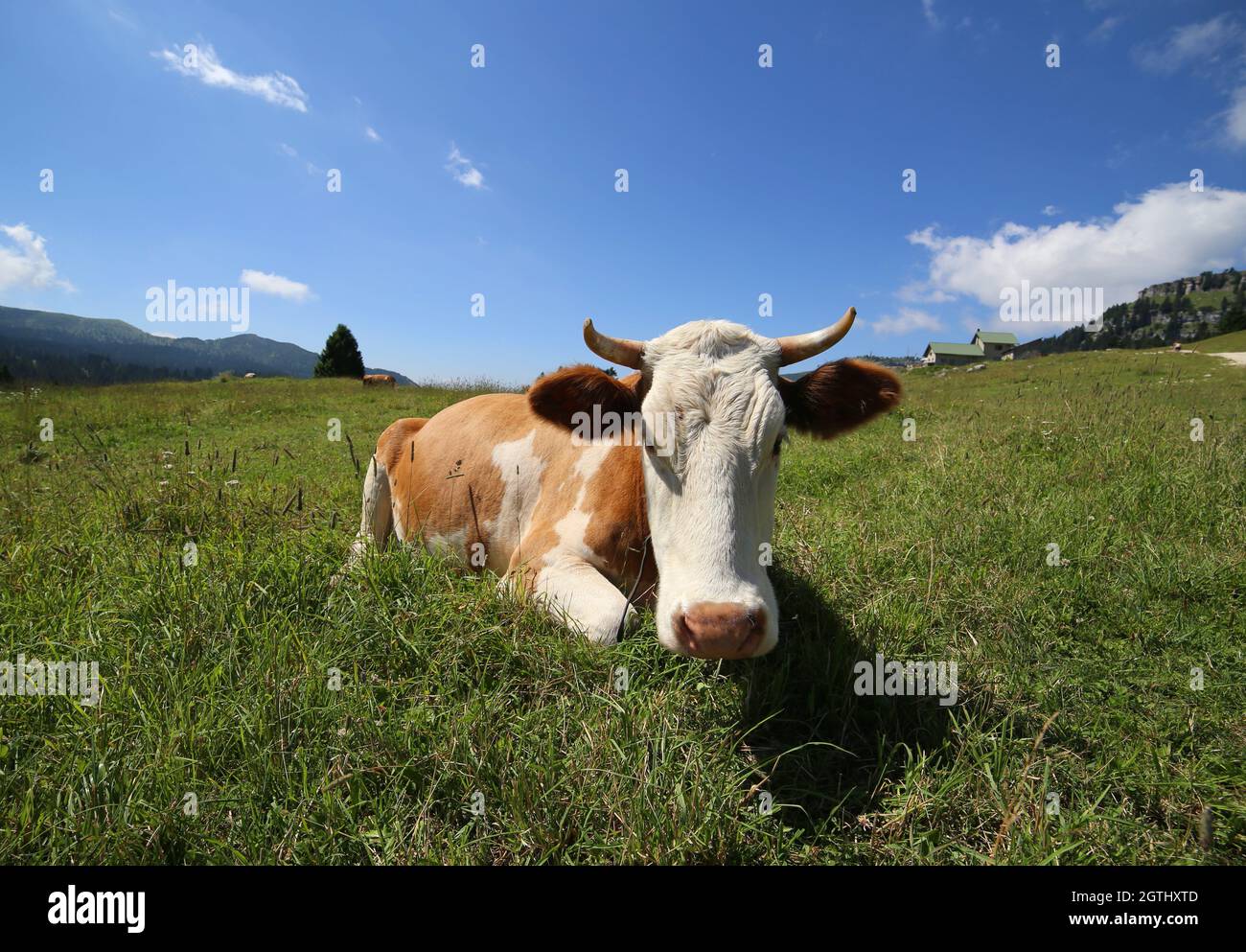 Cow In A Field In Mountains Looks At Camera Stock Photo