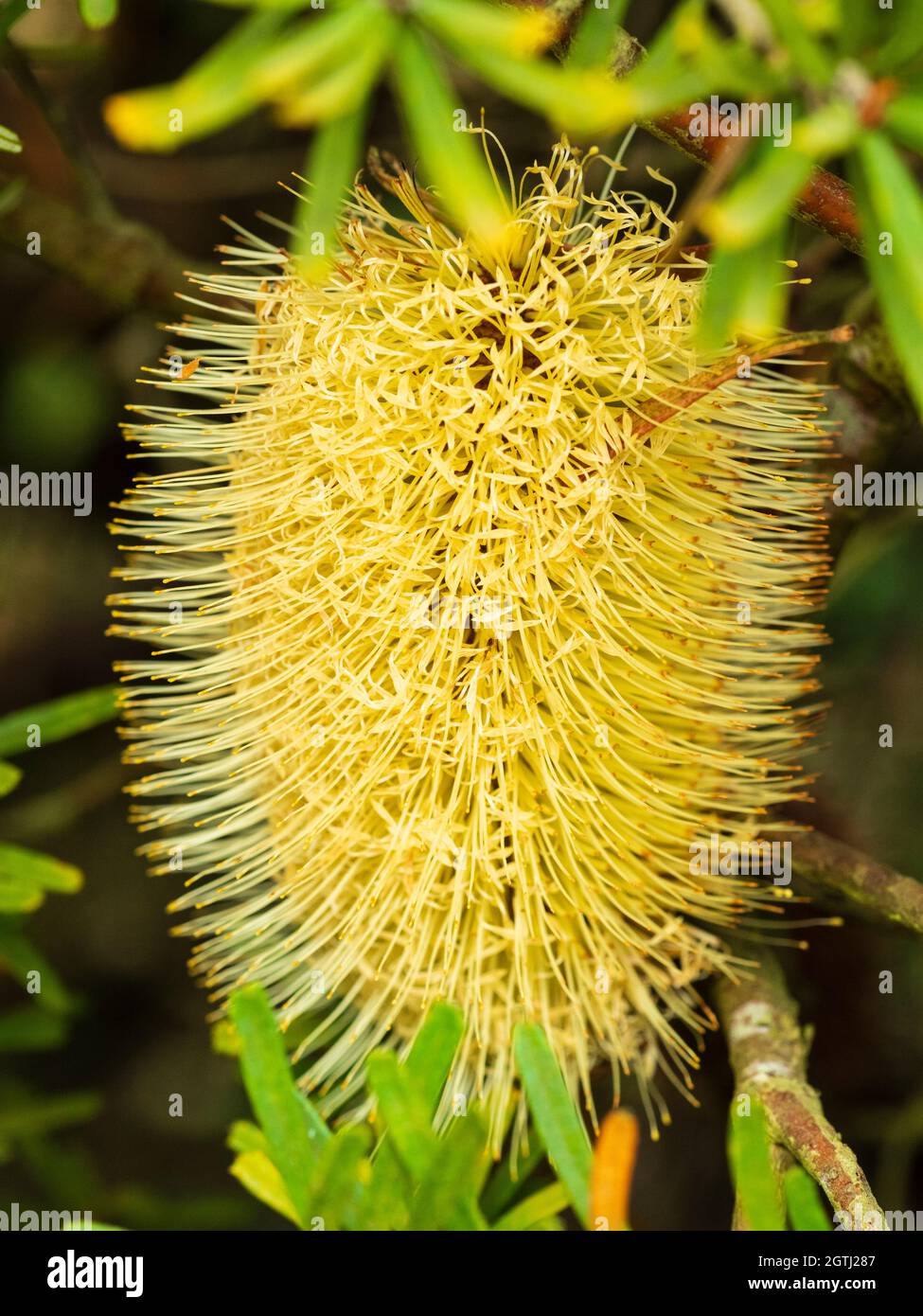 Densely packed bottlebrush type flower head of the Australian native evergreen shrub, Banksia marginata Stock Photo