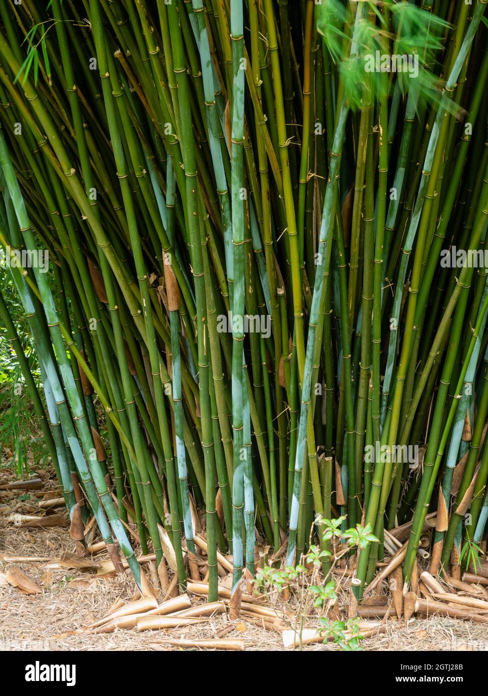 Powder blue coated new culms growing with green older stems of the hardy clumping bamboo, Borinda lushuiensis Stock Photo