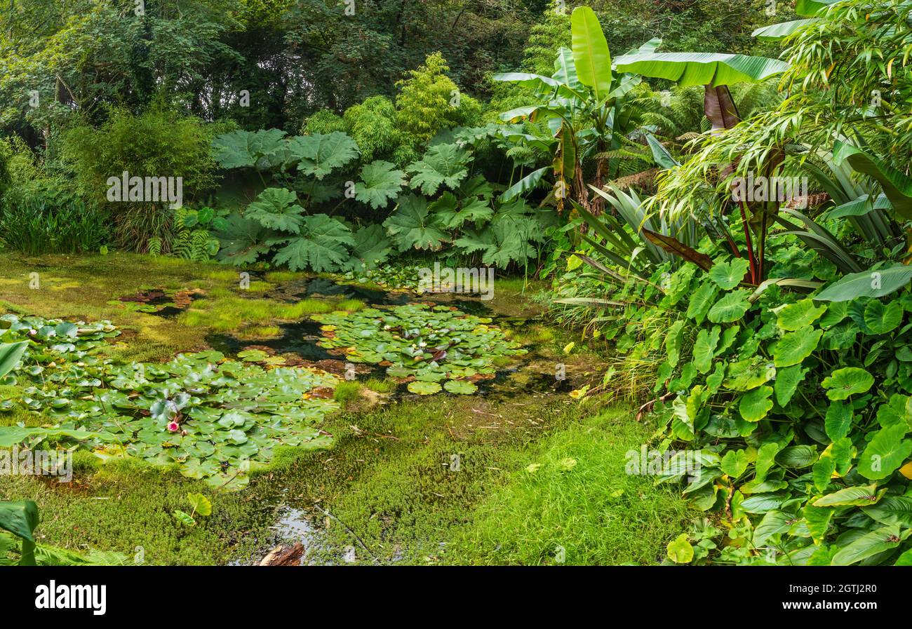 Exotic foliage planting with bananas, colocasia, gunnera and bamboos round the margins of a pool at Tremenheere, Cornwall Stock Photo