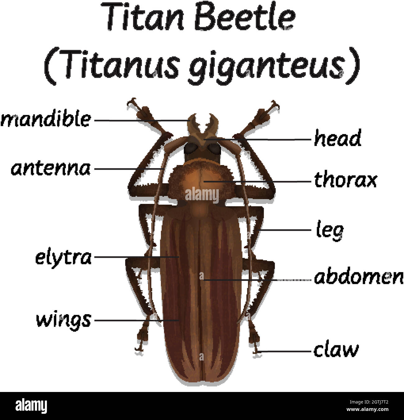 Insects insect anatomy Cut Out Stock Images & Pictures - Alamy