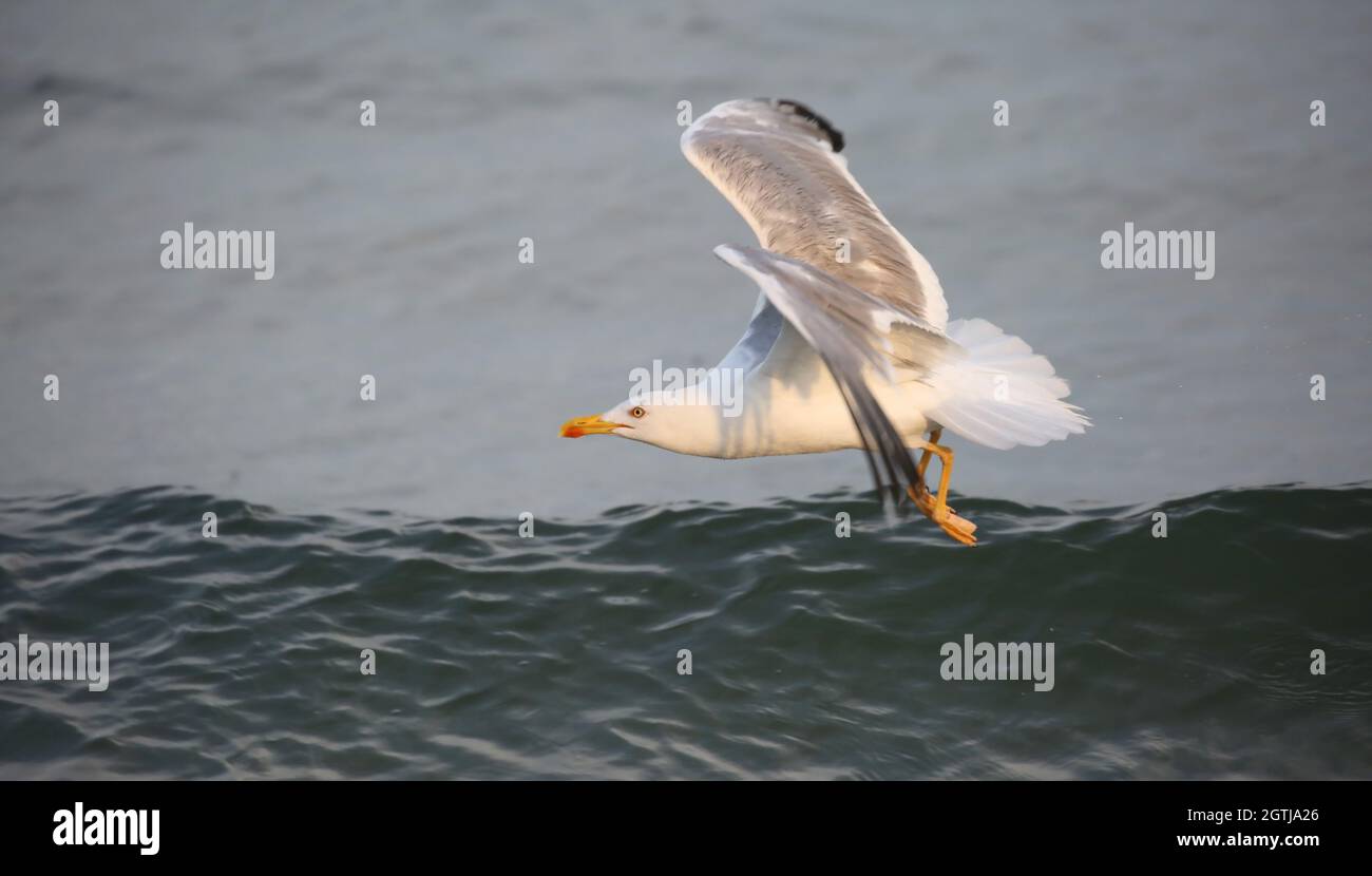 Bird Sea Gull Flies In Summer By The Mediterranean Sea Stock Photo