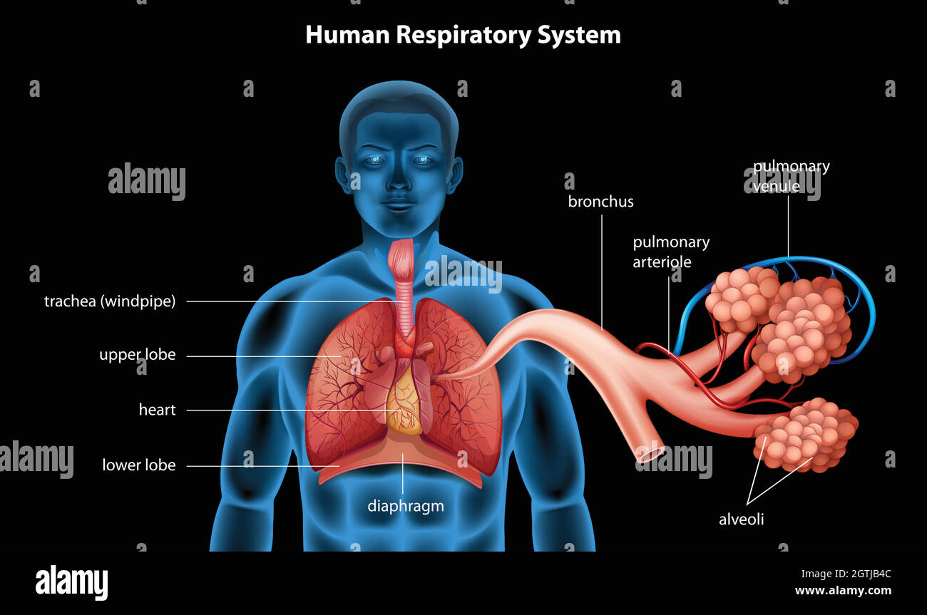 Respiratory System Stock Vector