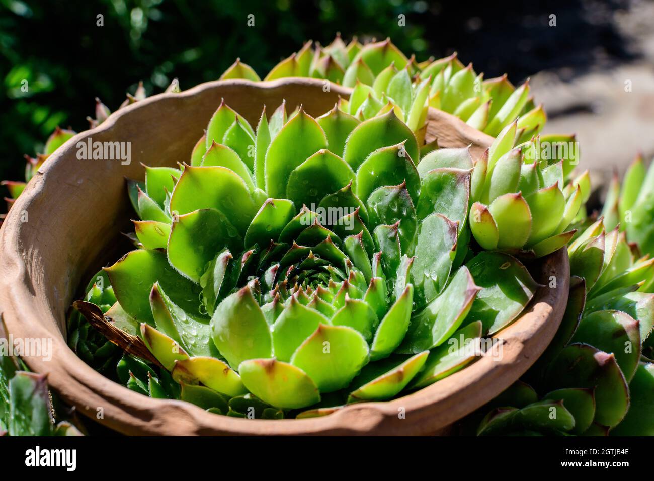 pot size for aloe vera plant 4" Pot Aloe Vera  The Bio Dude