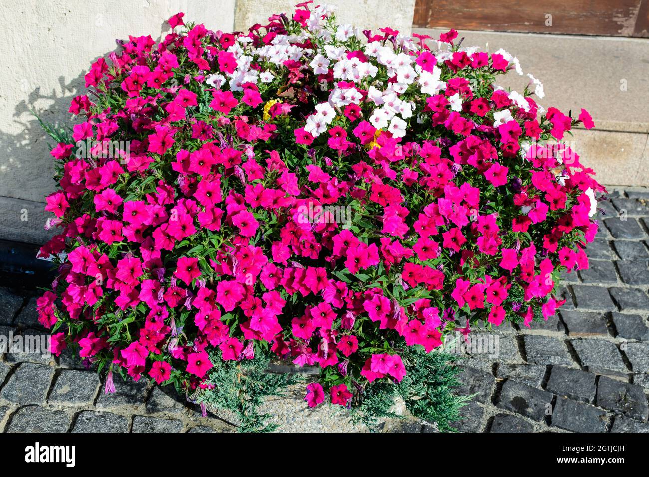 Petunia axillaris hi-res stock photography and images - Alamy