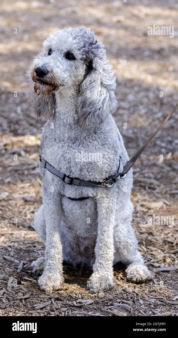 merle phantom poodle
