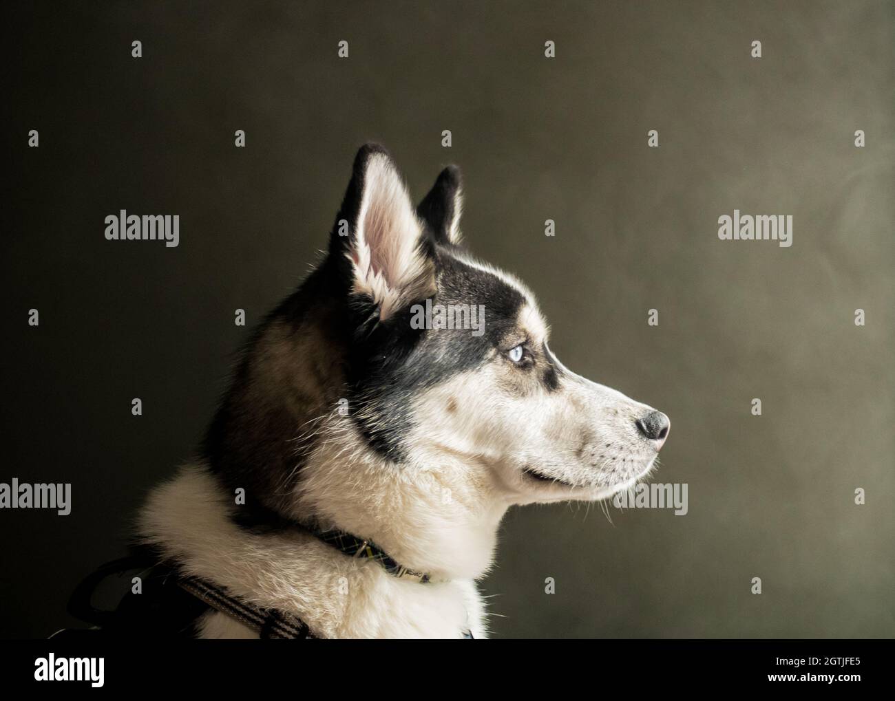 Dog Portrait Looking Right With Smoky Background Stock Photo