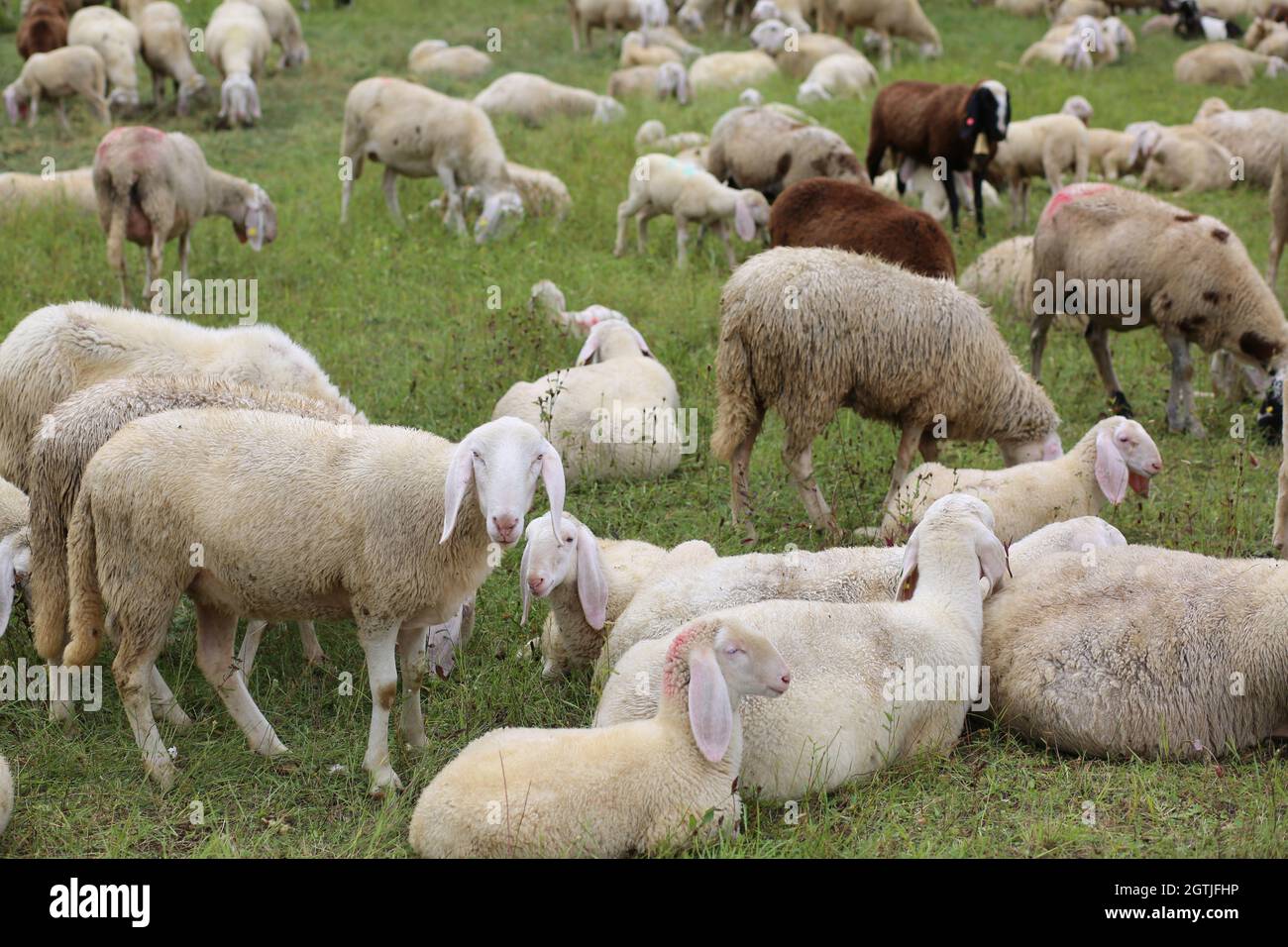 Flock With So Many White Sheep With Lambs Grazing In The High Mountain Meadow Stock Photo