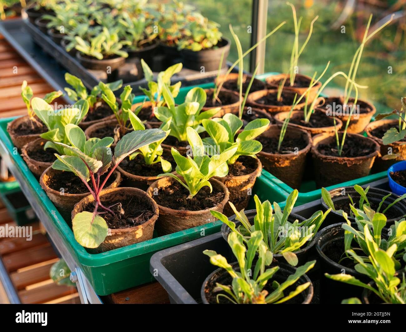Variety of seedlings in a greenhouse in April. Stock Photo