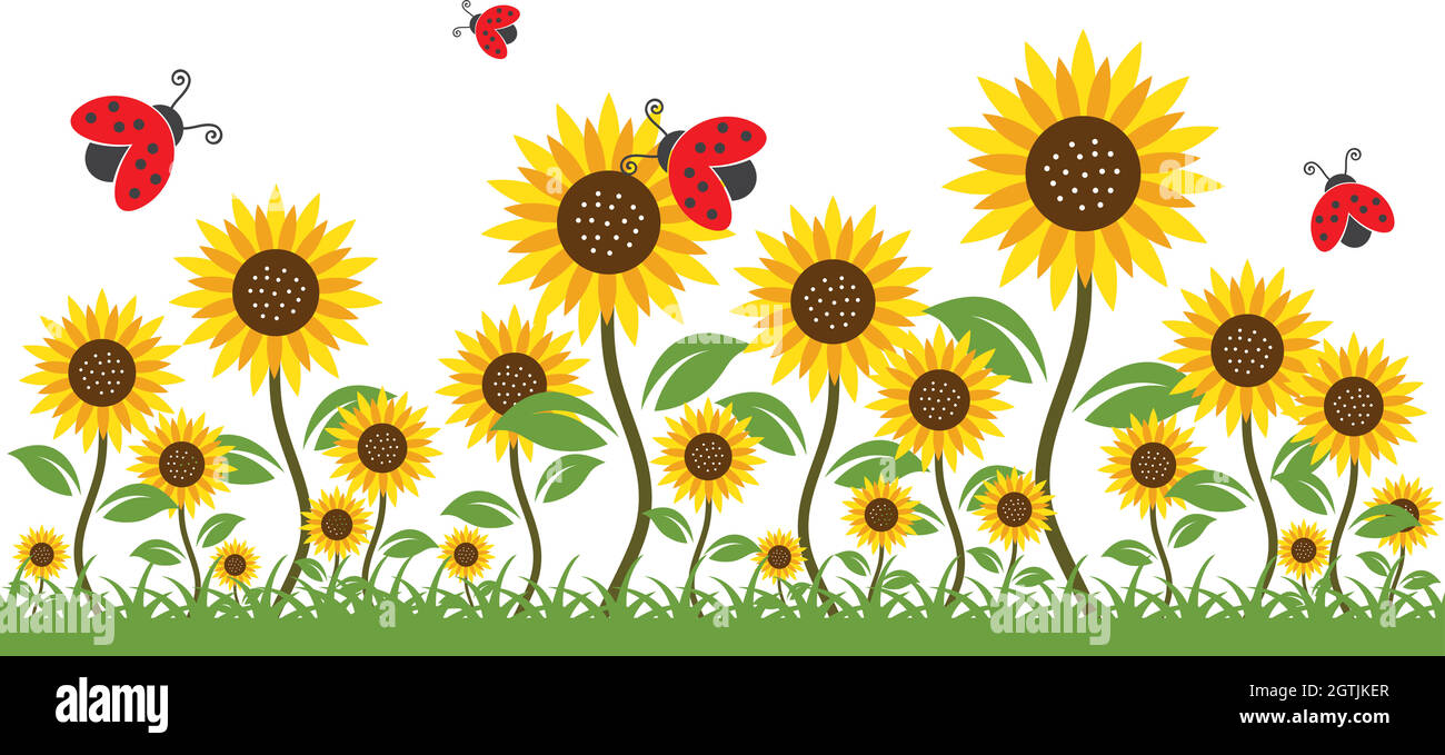 sunflowers background vector illustration Stock Vector