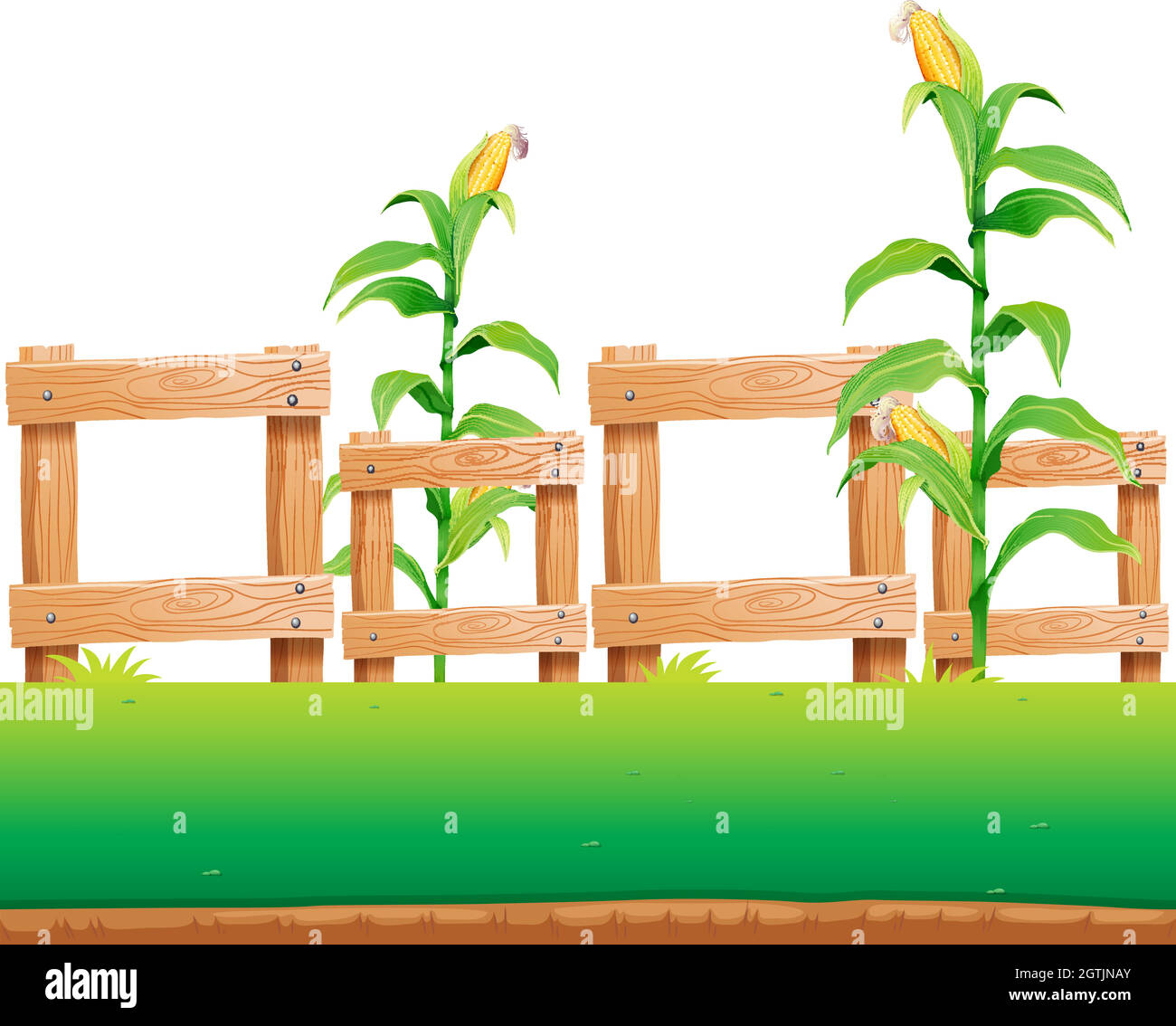 Seamless background with corn and fence Stock Vector Image & Art - Alamy