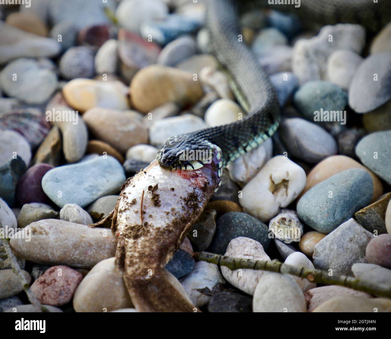 Rock snake pebbles hires stock photography and images Alamy