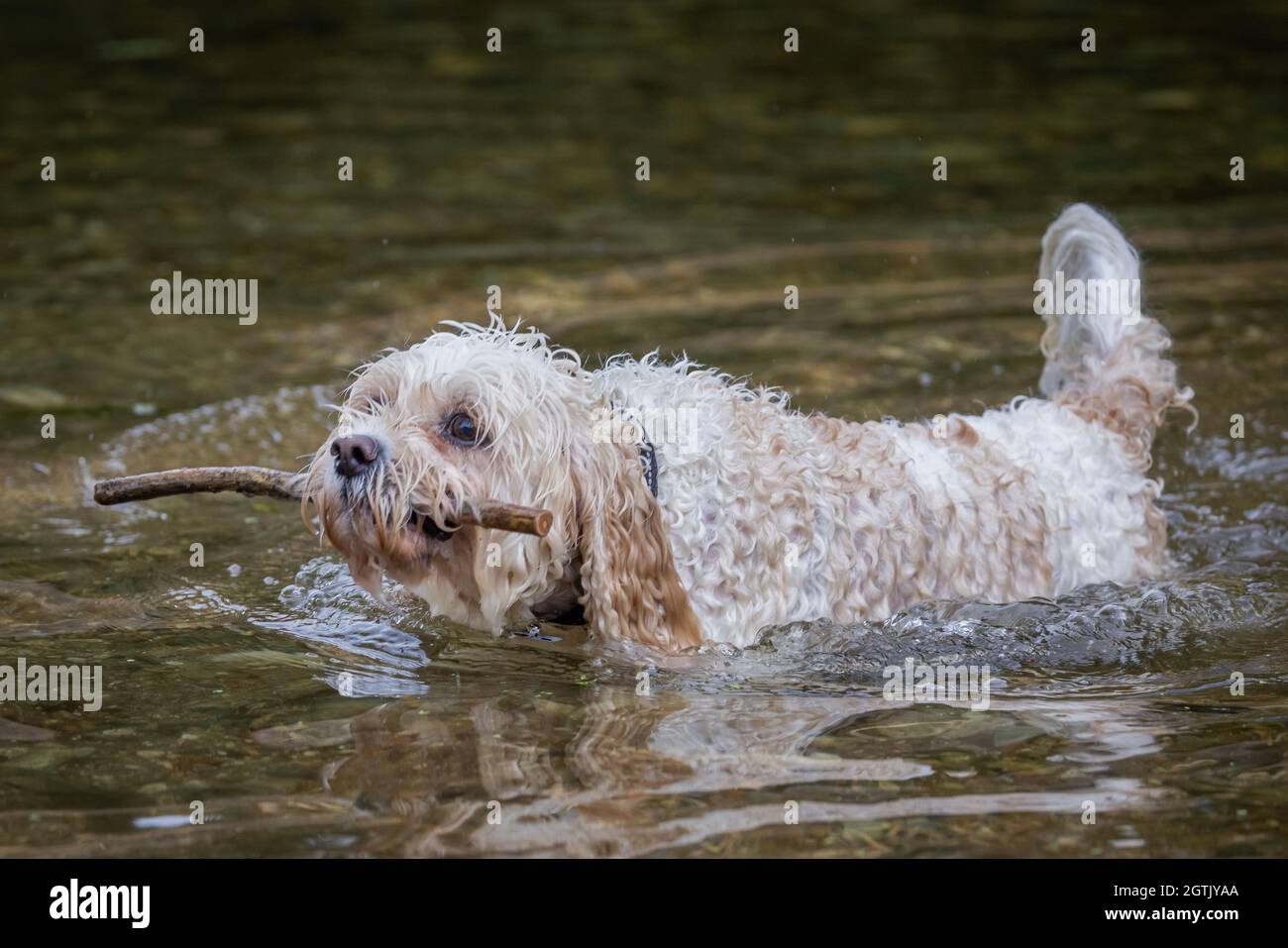 Cavachon Stock Photo