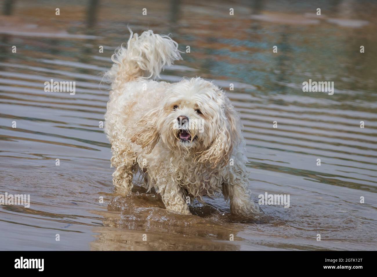 Cavachon Stock Photo