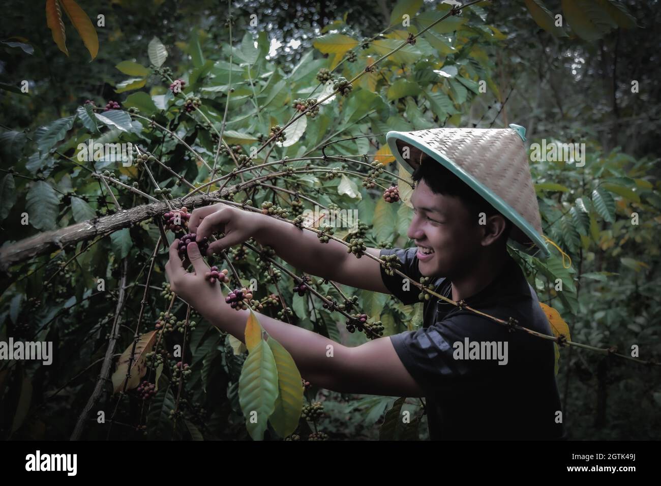 Men Harvest Coffee Beans Stock Photo Alamy