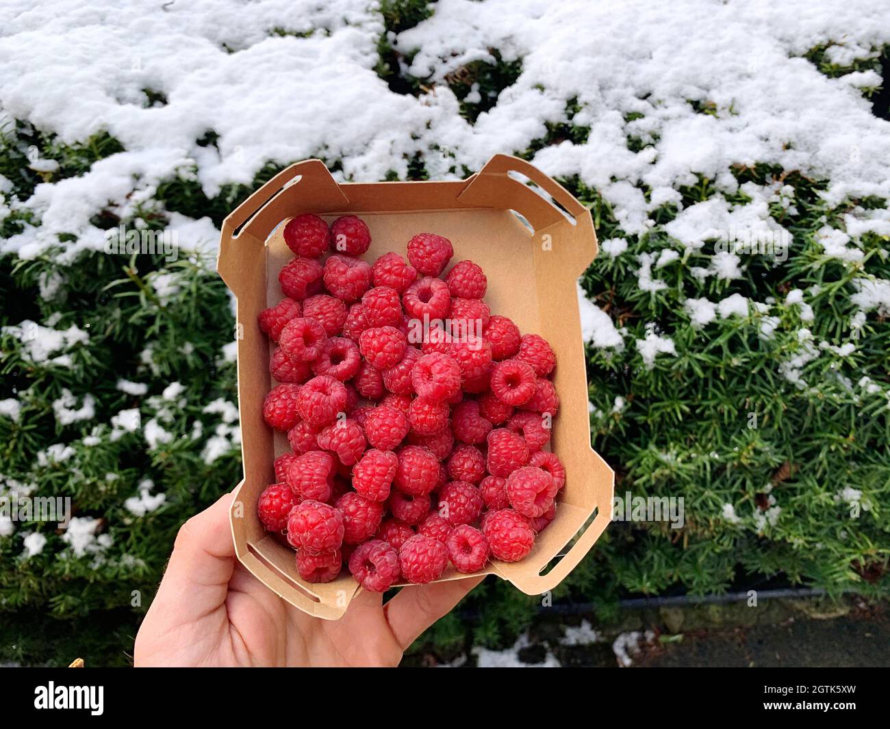 High Angle View Of Hand Holding Box Of Raspberries Against Snow Background Stock Photo