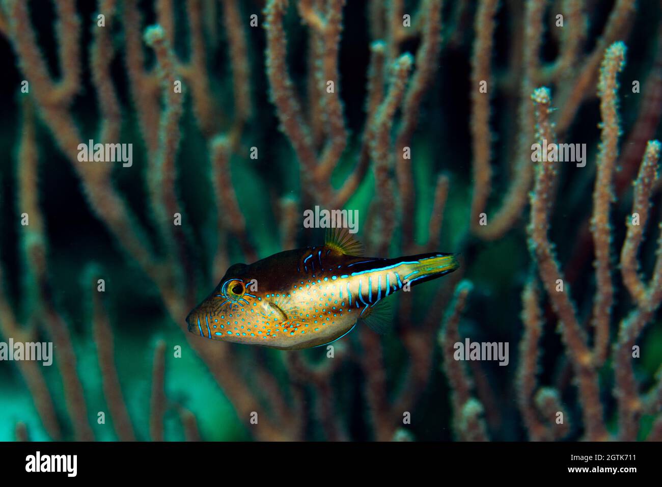 Close-up Of Fish Swimming In Sea Stock Photo