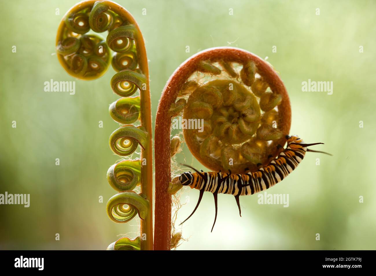 Beautiful Caterpillar On Fern Stock Photo Alamy