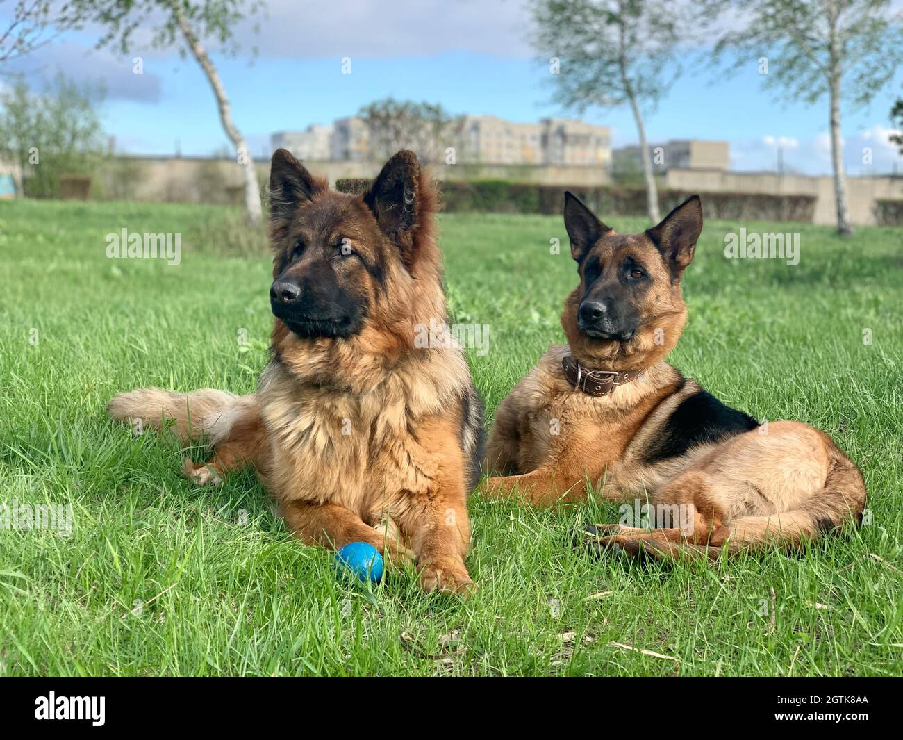 Belgian Shepherds Dog High Resolution Stock Photography And Images Alamy