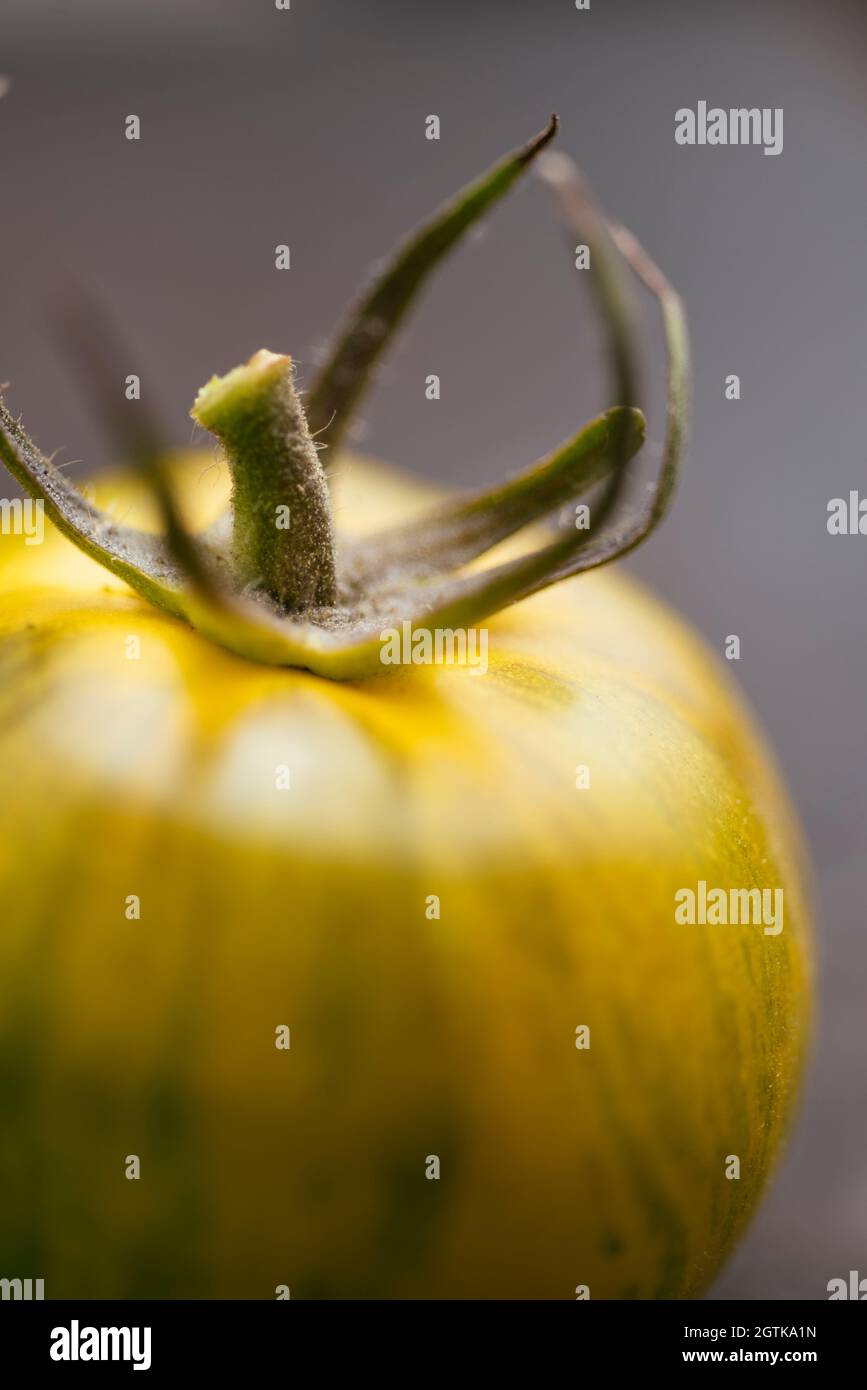Heirloom tomato variety Tigerella originating from Greece. Stock Photo