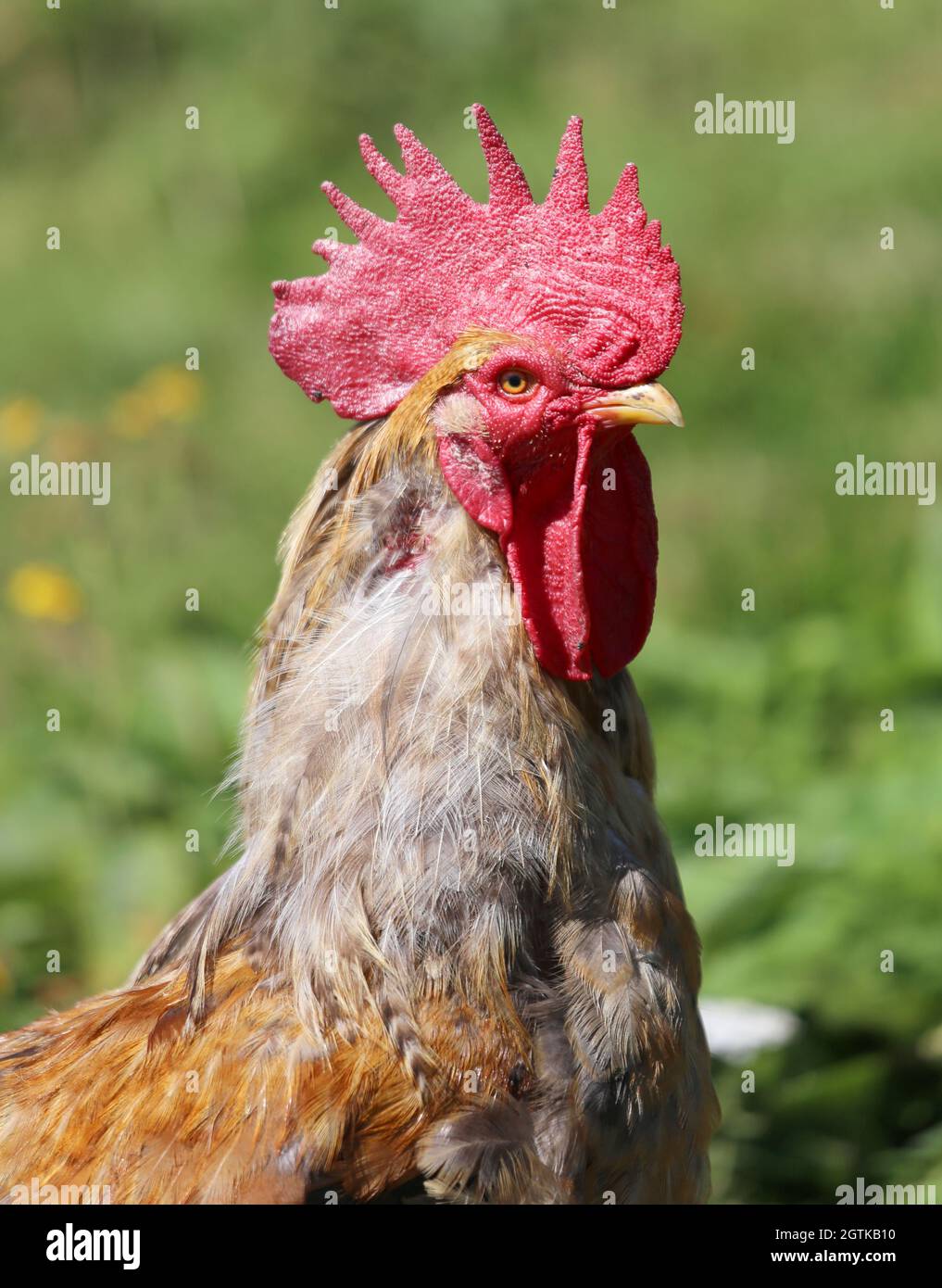 Close Portrait Of A Big Rooster With The Red Comb On The Head Stock Photo