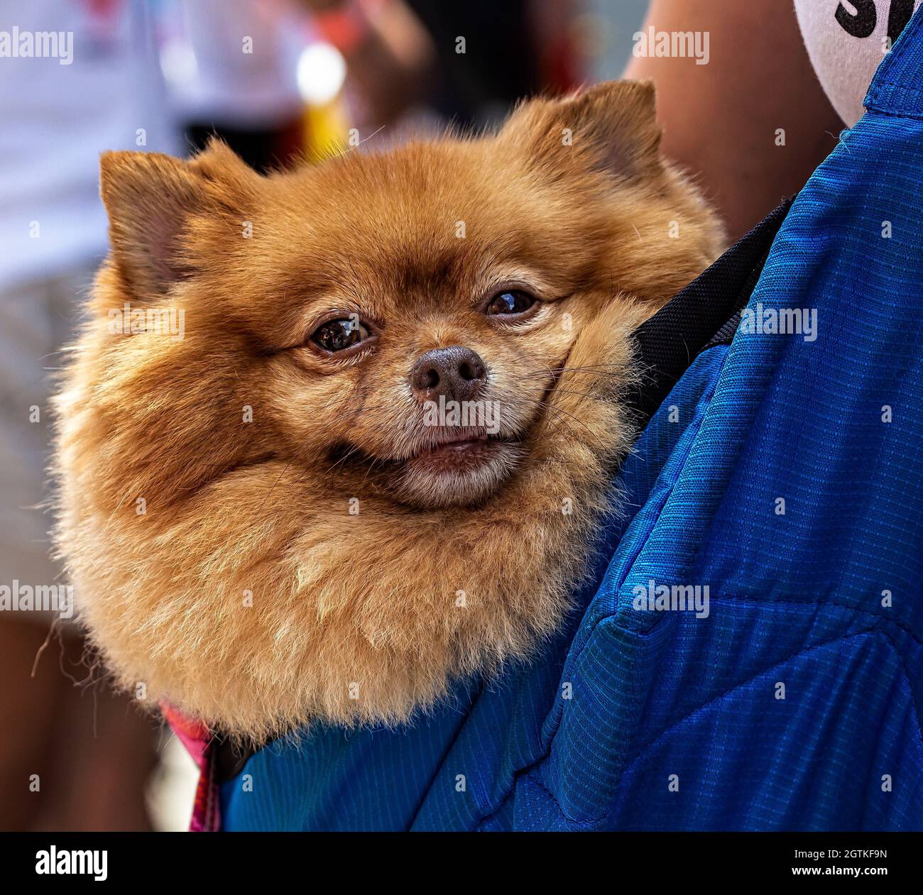 Gay Pride Parade Nyc 18 Marcher With Dog Stock Photo Alamy