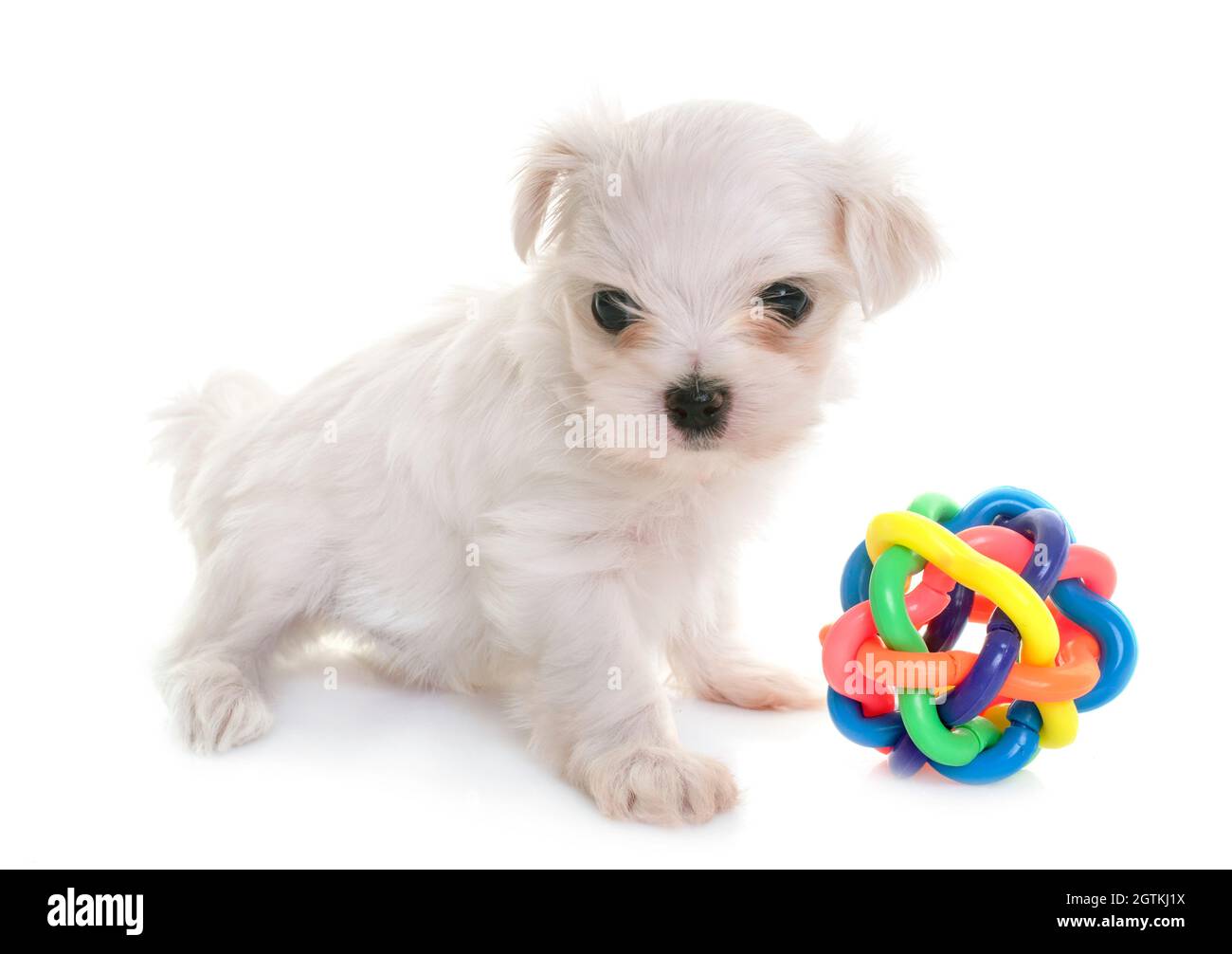 Portrait Of Cute Puppy With Colorful Toy Sitting On White Background Stock Photo