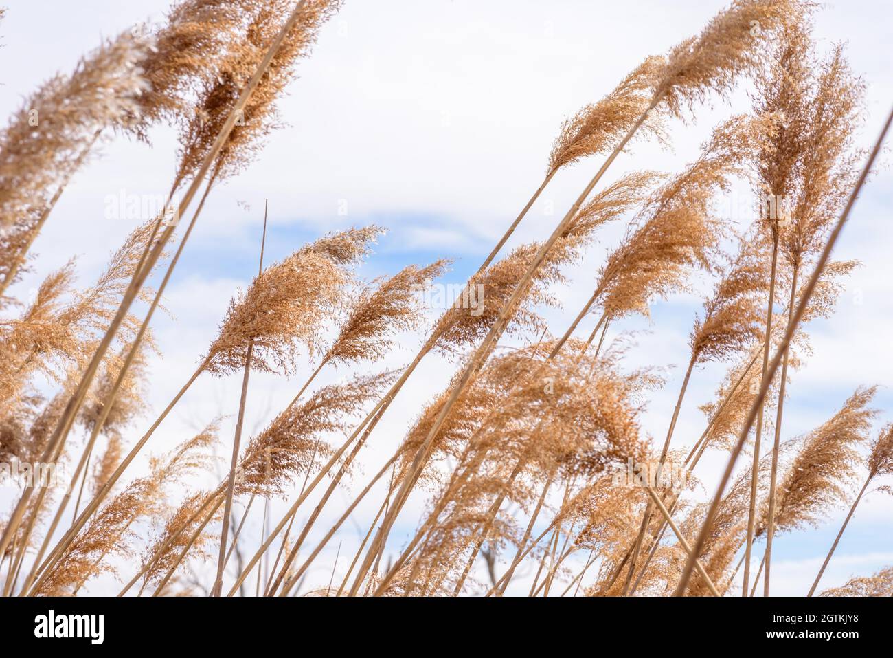 Tall brown grass blowing in hi-res stock photography and images - Alamy