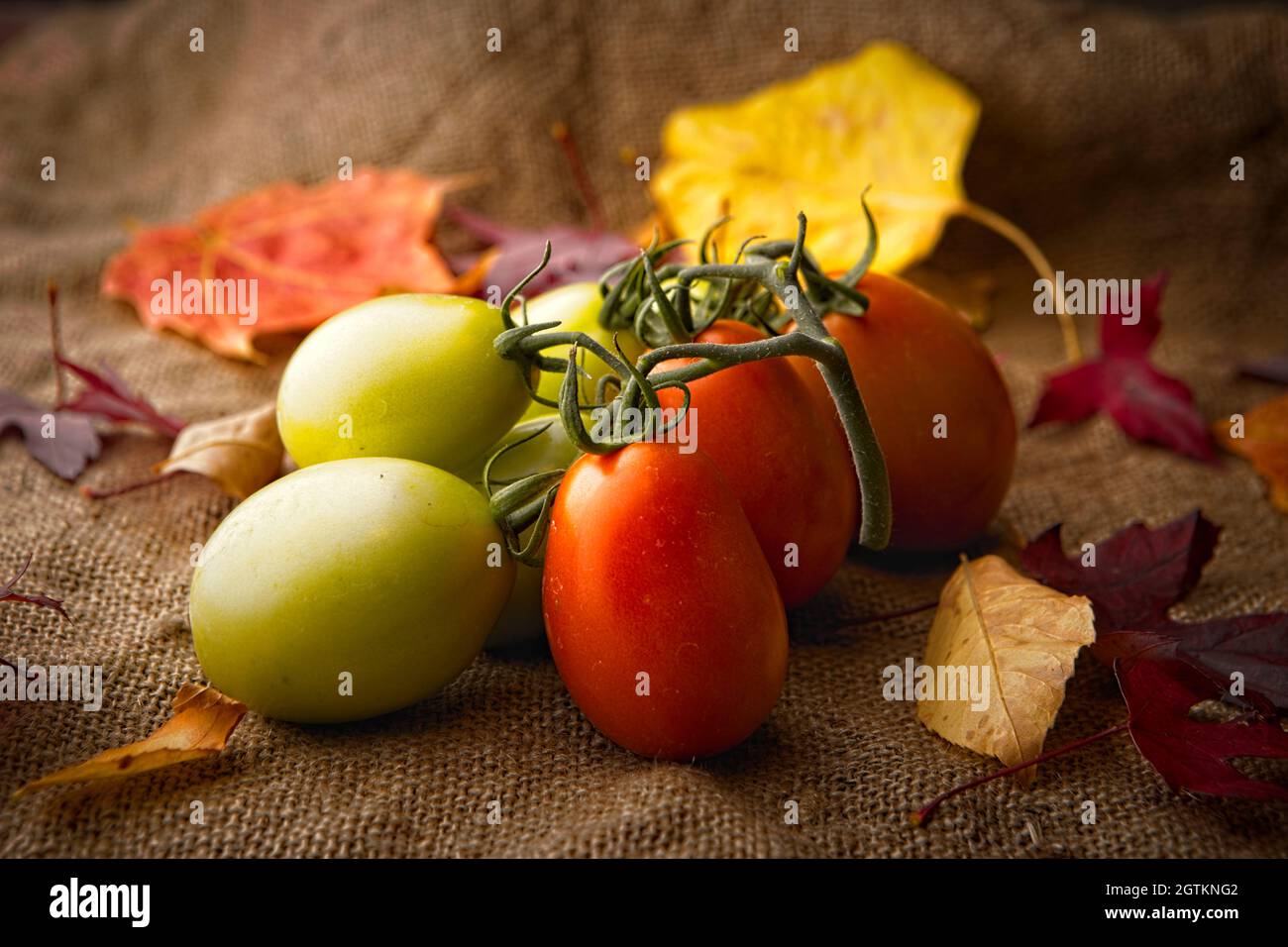 A studio photo of ripening roma tomatoes and autumn leaves. Stock Photo