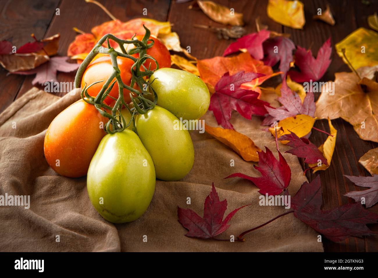 https://c8.alamy.com/comp/2GTKNG3/a-studio-photo-of-ripening-roma-tomatoes-and-autumn-leaves-2GTKNG3.jpg