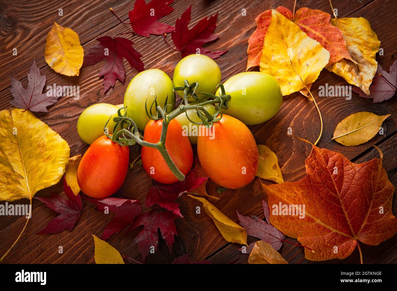 A studio photo of ripening roma tomatoes and autumn leaves. Stock Photo
