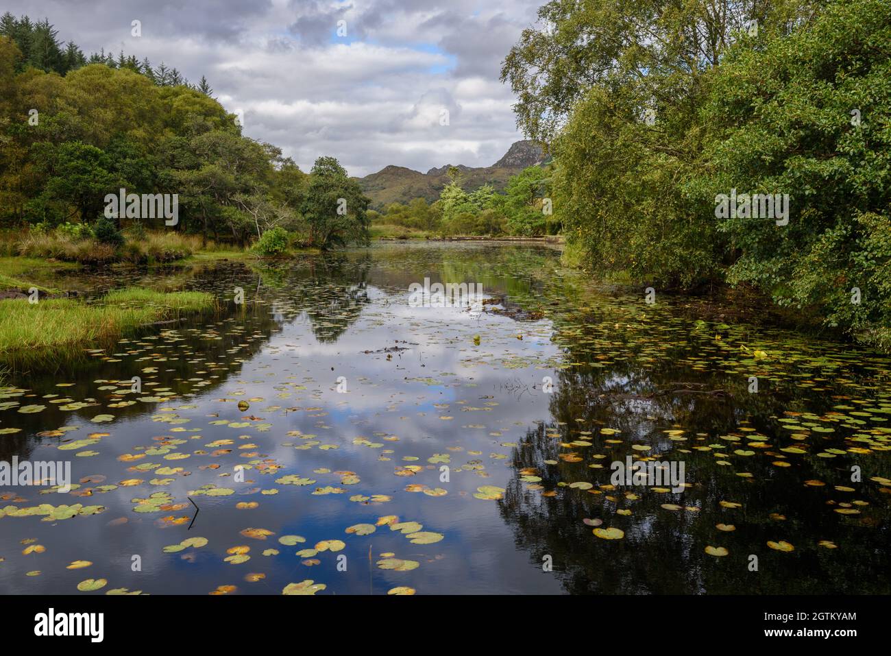 Disused reservoir now a Lily Pond on Eilean Shona in Loch Moidart Scotland Stock Photo