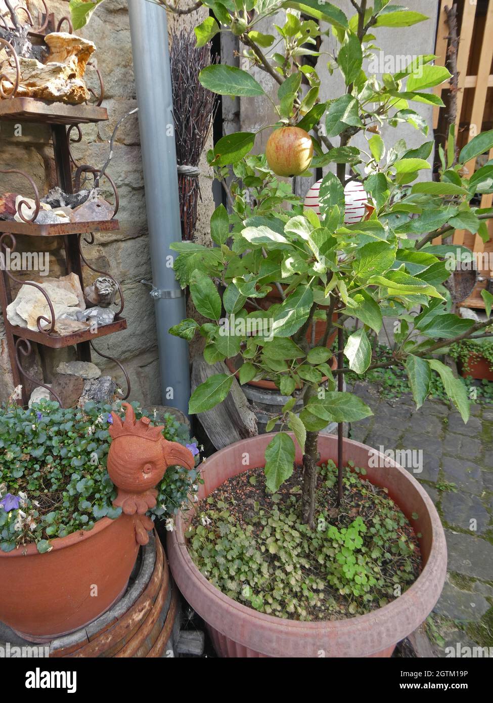 Small apple tree in pot hi-res stock photography and images - Alamy