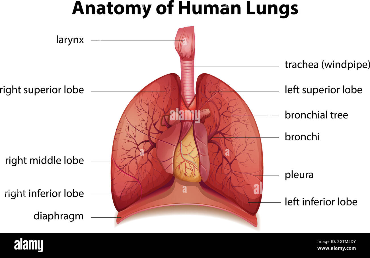 lungs and diaphragm diagram