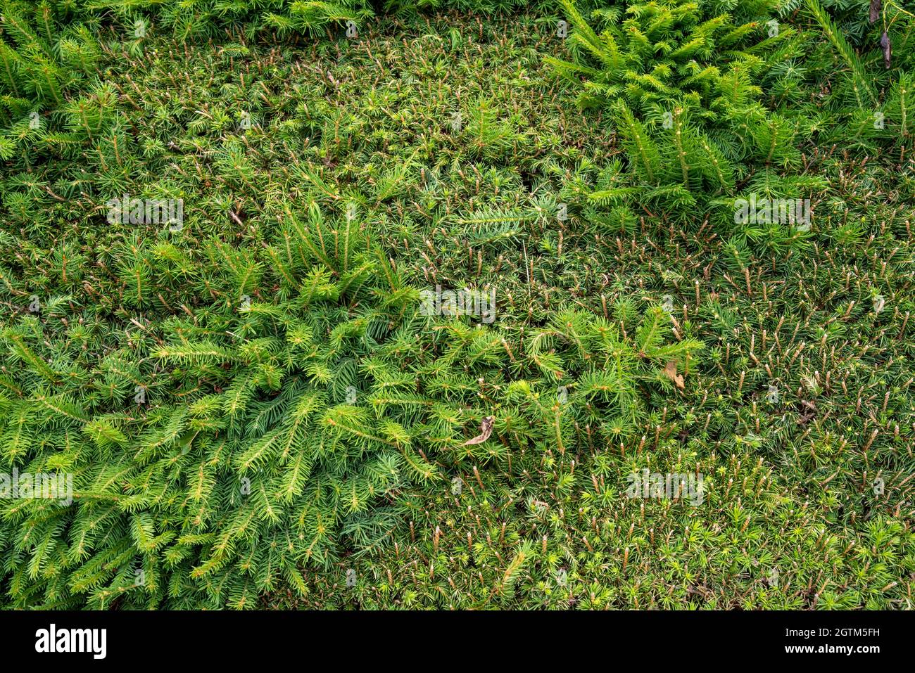 Poorly cut hedge as texture or background Stock Photo - Alamy