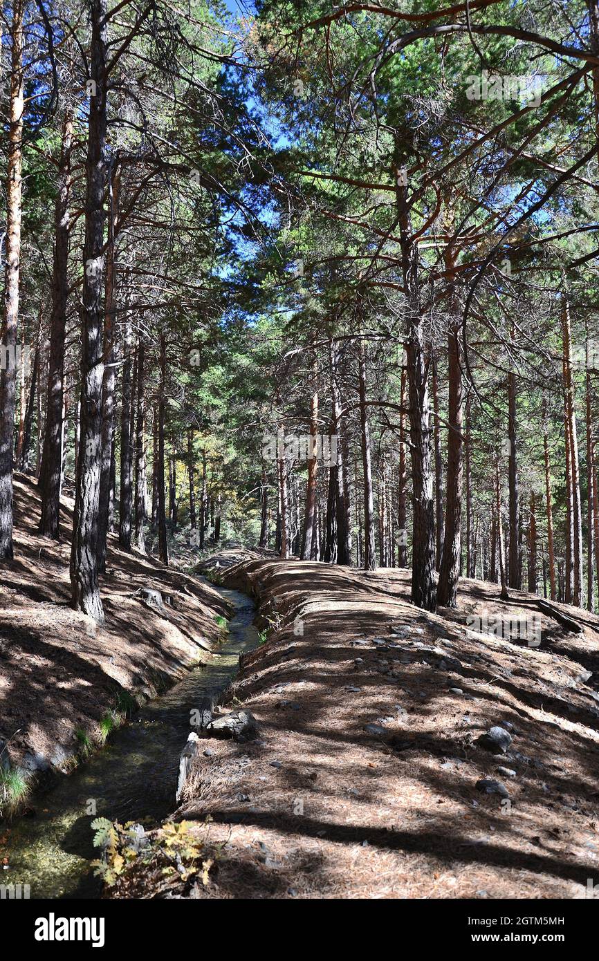 Ditch Almiar surrounded by pine trees near Puente Palo in the Alpujarra in autumn Stock Photo