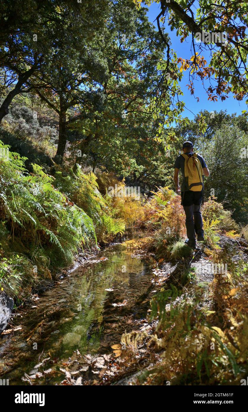 hiker walking next to the ditch Almiar in an autumn forest of the Alpujarra and yellow and green ferns Stock Photo