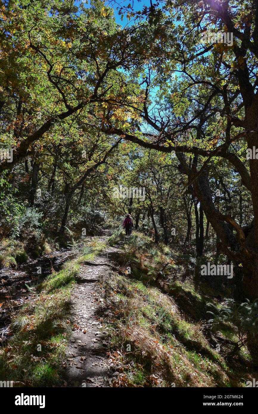 path that is in the semi-darkness that produces the trees next to the ditch Almiar in the Alpujarra in autumn with yellow and green colors Stock Photo