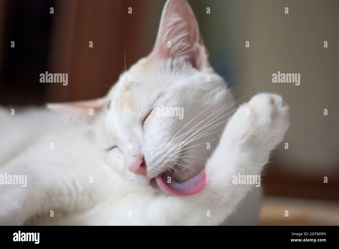 White Or Calico Cat Licking Itself Now Stock Photo Alamy