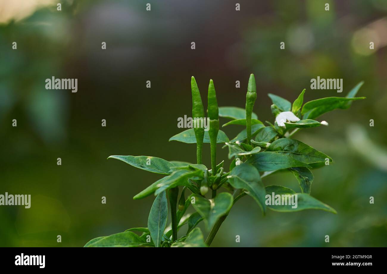 Green chili pepper on the plant Stock Photo - Alamy