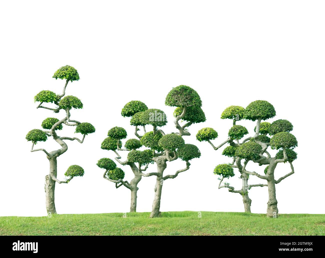 Bonsai Tree On White Background Stock Photo - Alamy