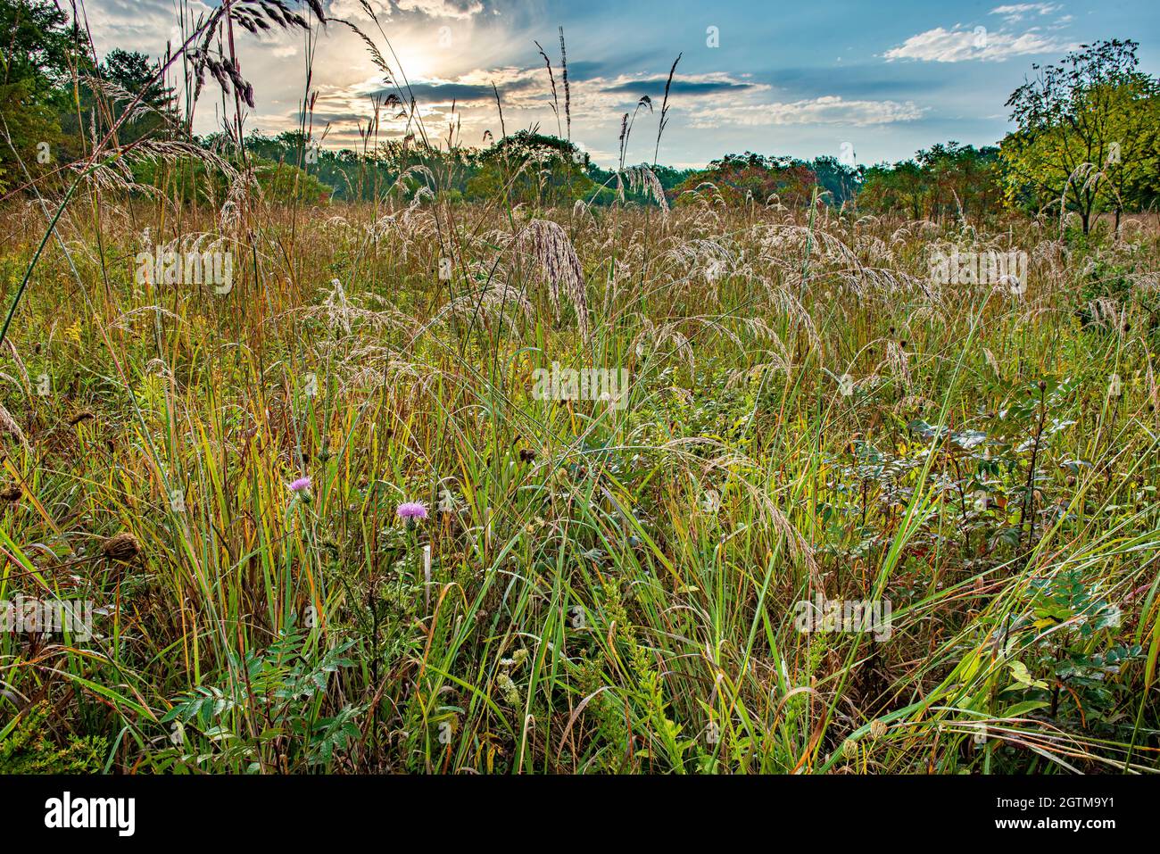 Thistle flowers and native grasses in meadow at Ivy Creek Natural Area in Charlottesville, Virginia, in early autumn. Stock Photo