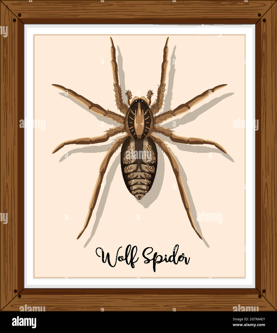 Wolf spider in wooden frame Stock Vector