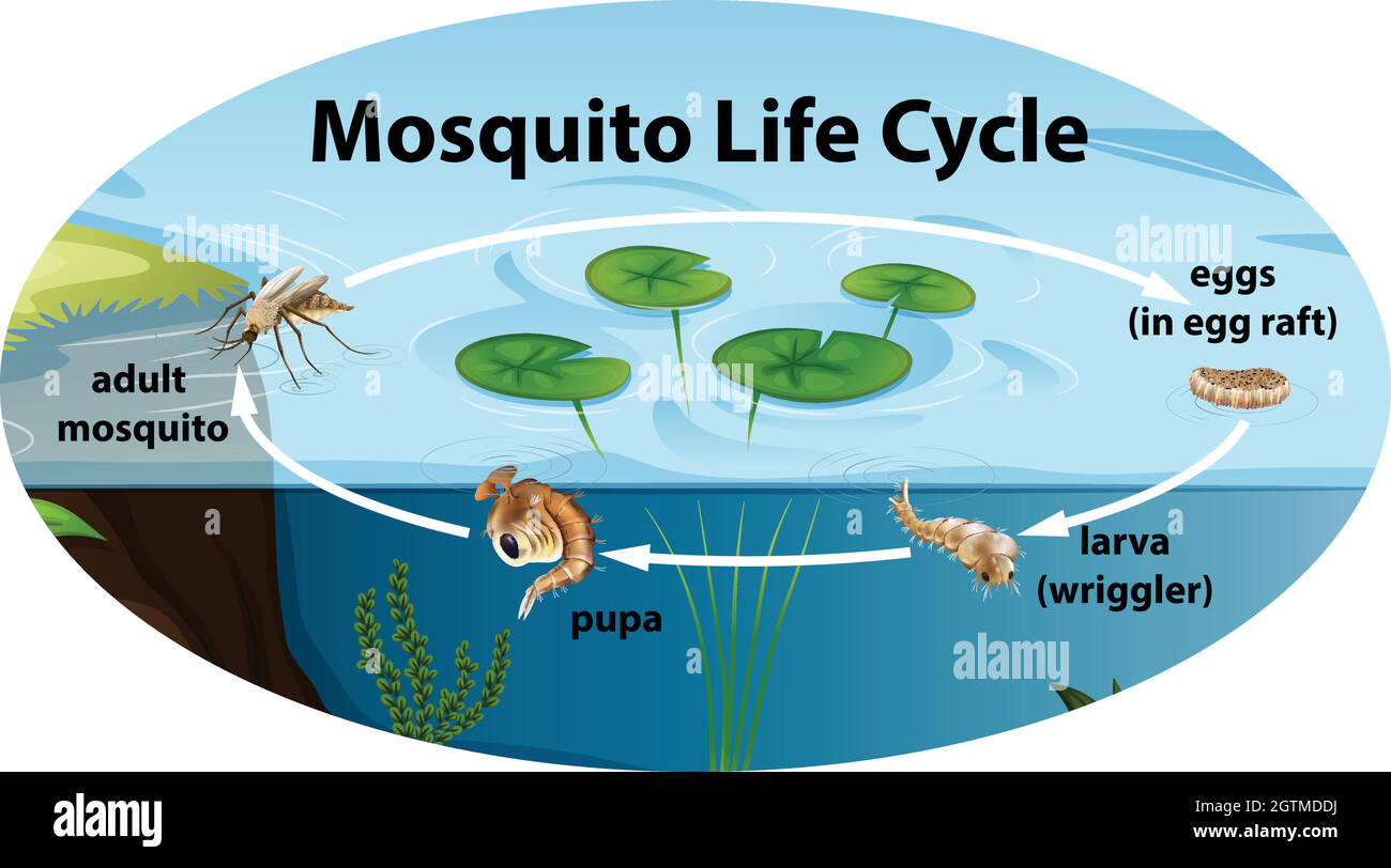 Life cycle of mousquito Stock Vector