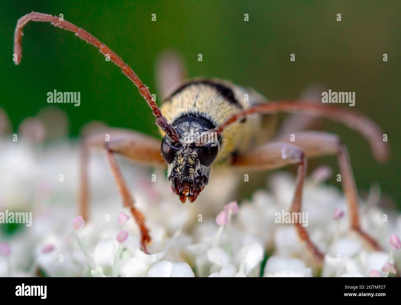 The Beetles Are Part Of Israels Wildlife Stock Photo
